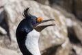 Close-up of the head of a King Cormorant on Saunders Island, Falkland Islands Royalty Free Stock Photo