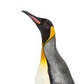 Close-up of a head of a king penguin, isolated