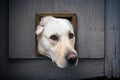 Close up of head of Labrador sticking through cat flap in grey wooden door