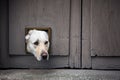 Close up of head of Labrador sticking through cat flap in wooden door Royalty Free Stock Photo