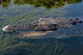 Close up of head of a large Australian saltwater crocodile Crocodylus porosus, Northern Territory, Australia Royalty Free Stock Photo