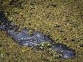 The Head of a Florida Alligator in a Duckweed Swamp