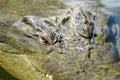 An Australian Saltwater Crocodile Royalty Free Stock Photo