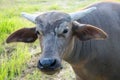 Close up Head Little buffalo it looking camera