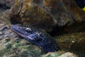 Close-up on the head of a lizard on a rock