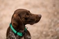 Close-up of the head of lovely brown dog