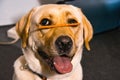 Close up of the head of a lovely Labrador Retriever