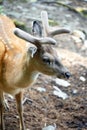 Close-up of the head of a male fallow deer in a zoo in Kronberg im Taunus, Germany Royalty Free Stock Photo