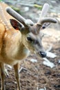 Close-up of the head of a male fallow deer in a zoo in Kronberg im Taunus, Germany Royalty Free Stock Photo