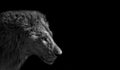 Close up Head of Male Lion Isolated on Black Background, Black and White Royalty Free Stock Photo