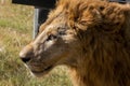 Close-up Head of Male Lion was Walking on The Field Royalty Free Stock Photo