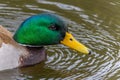 A close-up of the head of a male mallard duck Royalty Free Stock Photo