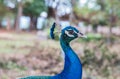 Close up of head of male peacock