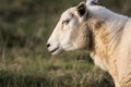 Close up of the head of a male sheep or ram