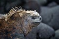 A close up of a marine iguana head Royalty Free Stock Photo