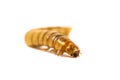 Close up Mealworm