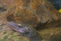 Close-up on the head of a monitor lizard on a stone Royalty Free Stock Photo