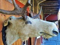 Close up from head of moose in bergen in norway.