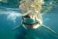 A close up of the head and mouth of a great white shark underwater, with sharp teeth Royalty Free Stock Photo