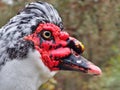 Close Up of the Head of a Muscovy Duck in Profile Royalty Free Stock Photo