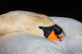 Close up of the head of a mute swan with beak tucked into feathers Royalty Free Stock Photo