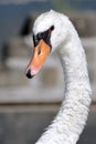 Close-up of the head of a mute swan Royalty Free Stock Photo