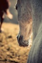 Portrait of an arab horse Royalty Free Stock Photo