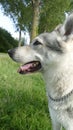 Close-up of the head of my wolfdog Midas.