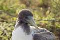 Close-up of the head of a nazca booby.