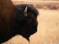 Close Up of Head and Neck of an American Bison in Profile Royalty Free Stock Photo