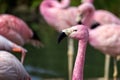 Close up of the head and neck of an Andean Flamingo