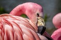 Close up of the head and neck of an Andean Flamingo with its beak tucked in its feathers Royalty Free Stock Photo