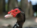 Close Up of the Head and Neck of a Muscovy Duck with Red Facial Wattles Royalty Free Stock Photo