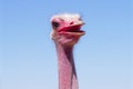 Close up of the head and neck of an ostrich against a blue sky Royalty Free Stock Photo
