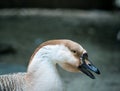 Close up with the head and neck of a swan goose Anser cygnoides Royalty Free Stock Photo