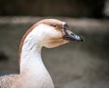 Close up with the head and neck of a swan goose Anser cygnoides Royalty Free Stock Photo