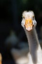 Close-up of the head of white goose on a farm at sunny day Royalty Free Stock Photo