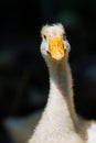 Close-up of the head of white goose on a farm at sunny day Royalty Free Stock Photo