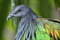 Close up head of Nicobar pigeon with face eyes and reflection feathers in details
