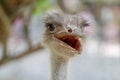 close up head ostrich Royalty Free Stock Photo