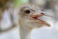 close up head ostrich Royalty Free Stock Photo