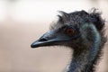 Close-up of head of ostrich Royalty Free Stock Photo