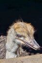 Close up of head of ostrich. Royalty Free Stock Photo