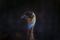 Close up head of ostrich against dark background Royalty Free Stock Photo