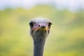 Close up head of ostrich against green blur background Royalty Free Stock Photo