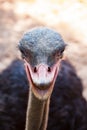 Close up head of ostrich in field Royalty Free Stock Photo