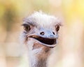 Close up head of ostrich Struthio camelus