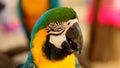 Close up on head of Parrot