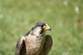 A close-up of the head of a Peregrine Falcon (Falco peregrinus) looking at the camera. These birds are the Royalty Free Stock Photo