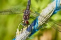 Close up head of Perhaps Blue Dasher Dragonfly Pachydiplax longipennis dragonfly from Florida Royalty Free Stock Photo